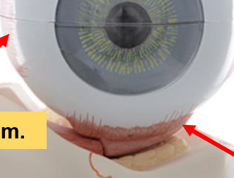<p>What is this bottom muscle called?</p>
