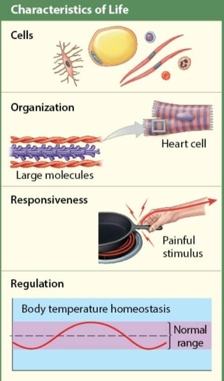 <ol><li><p>Composed of cells</p></li><li><p>Complex structural arrangement</p></li><li><p>Detect &amp; respond to stimuli</p></li><li><p>Maintain a relatively stable internal environment</p></li><li><p>Organisms grow (increase in size) &amp; develop (natural progression in physical maturation)</p></li><li><p>Offspring are produced by reproduction</p></li><li><p>Have metabolism - all essential processes occurring in cells</p><p>Anabolic - building up</p><p>Catabolic - breaking down</p></li></ol><p></p>