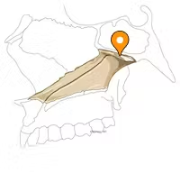 <p>wings</p><p>posterior, superior surface</p>
