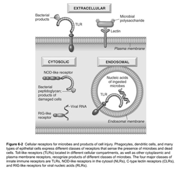<p><span><strong>Toll-like Receptors (TLRs)</strong></span></p>