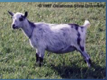 <p>Origin: West Africa, Small udder/teats, high prolificacy</p>