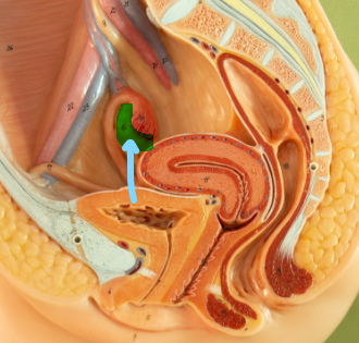 <p>Identify what the highlight/pointed to portion of the model is called.</p>