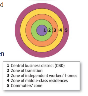 <p>a model of a city's internal organization developed by E.W. Burgess organized in five concentric rings that model the arrangement of different residential zones radiating outward from a central business district</p><ul><li><p>Created by E.W Burgess, 1920s</p></li><li><p>Based on Chicago, Illinois</p></li><li><p>Five zones (center to outward):</p><ul><li><p><strong>CBD </strong>→ Downtown, high density, commercial heart of city, focus of transport and services</p></li><li><p><strong>Transition zone </strong>→ Mixed industrial uses w low-cost deteriorating housing; high density, city-center workers</p></li><li><p><strong>Low-Cost Residential </strong>→ Working-class housing, some stability/better neighborhoods</p></li><li><p><strong>Moderate-Cost Residential </strong>→ Middle-class family housing; suburbs <em>more expensive</em></p></li><li><p><strong>Commuters Zone </strong>→ Expensive, larger homes in the exurbs; low density, ppl who work here can afford to commute into the city every day to work</p></li></ul></li><li><p>Poor in second and third ring (interior of city) while rich are in fifth ring (outskirts of city)</p></li><li><p>Criticism: Doesn’t apply to many cities</p></li></ul>