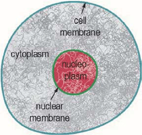 <ul><li><p>a gelatin-like substance, plus structural fibers and organelles that surrounds the nucleus </p></li></ul><p></p>