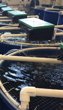 <p>What is the name of this system, and what is this aquaculture system also known as?</p>
