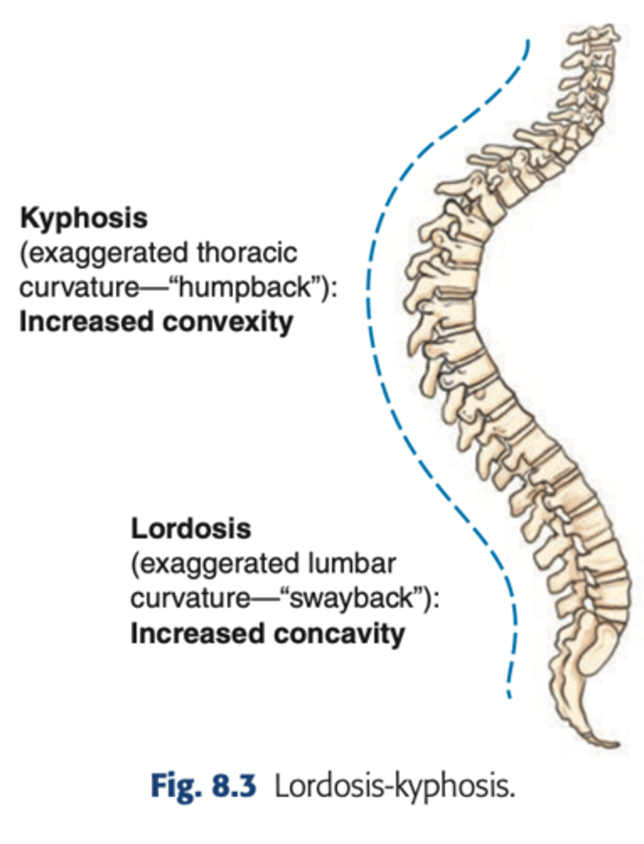 <p>The lumbar spine</p>