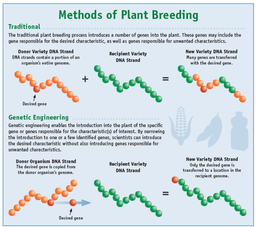 <ol><li><p>Traditional</p></li><li><p>Genetic Engineering</p></li></ol><p></p>