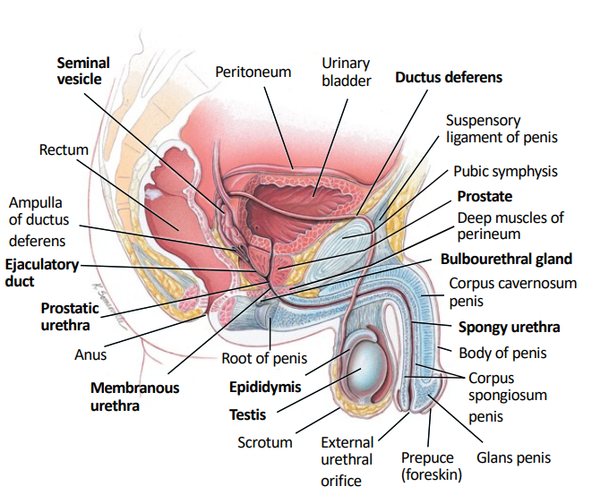 The testes.
