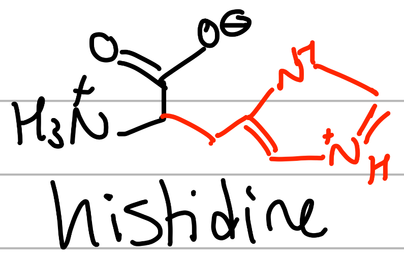 <p>-CH2(NHCH=NCH=C) loop;</p><p>H = only H;</p><p>positive charge, Hphilic, ionizable side chain with neutral pKa</p>