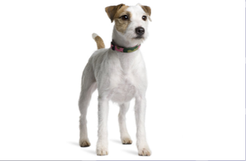 <p>Terrier Group</p>
