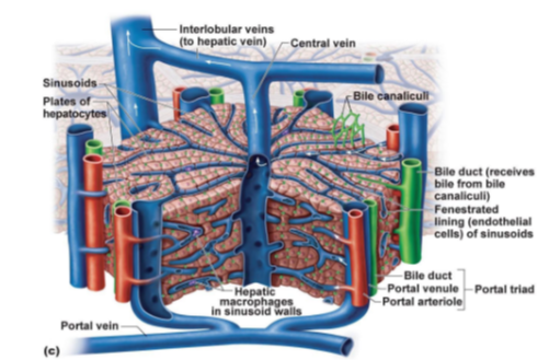 <p>Hepatocytes.</p>