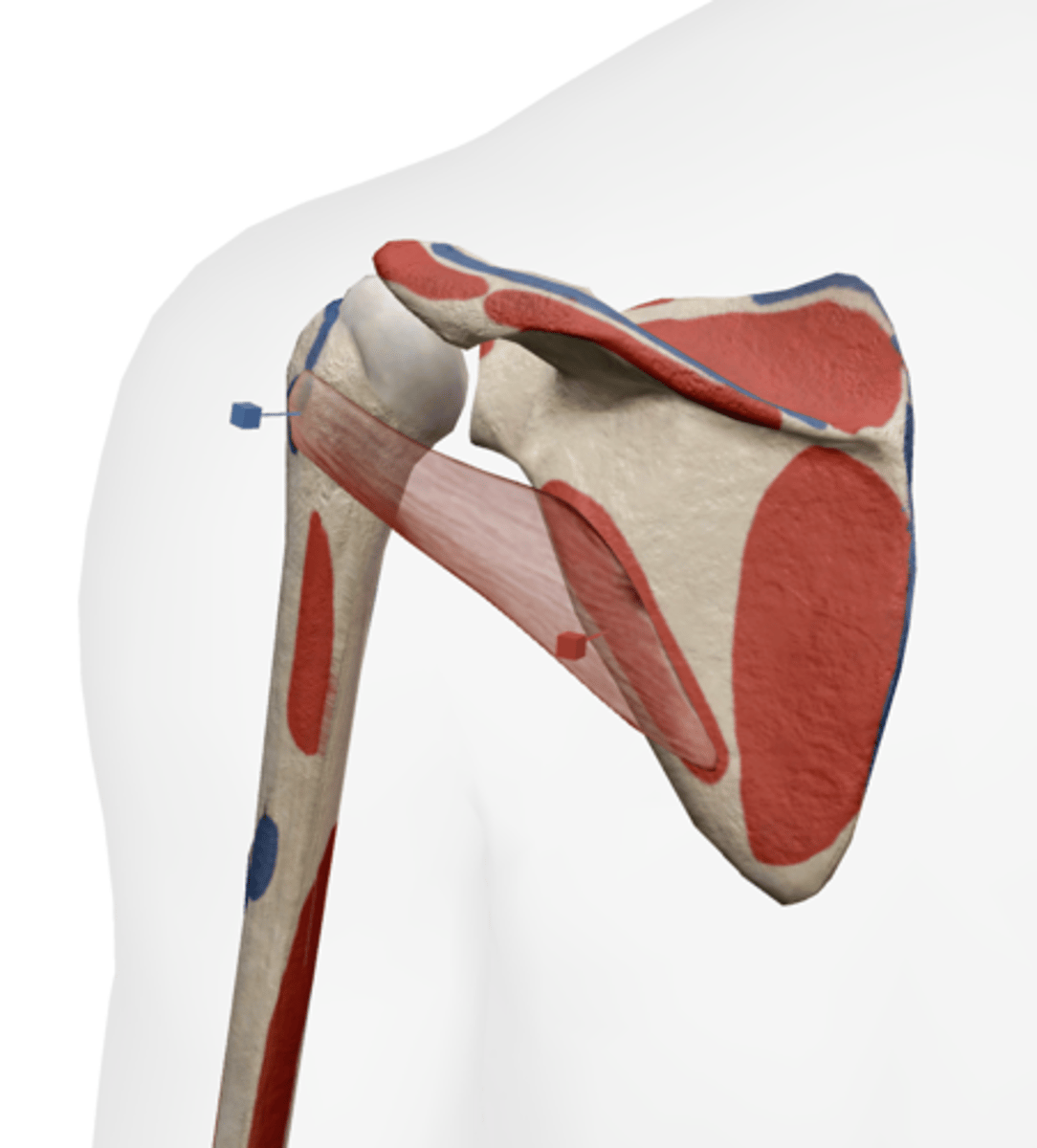 <p>Dorsal surface of the scapula along the lateral margin.</p>