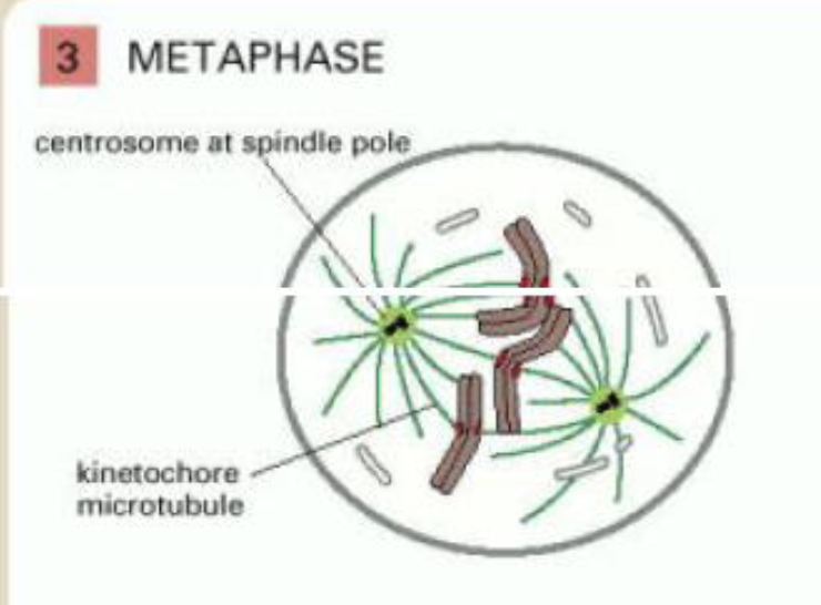 <p>metaphase</p>