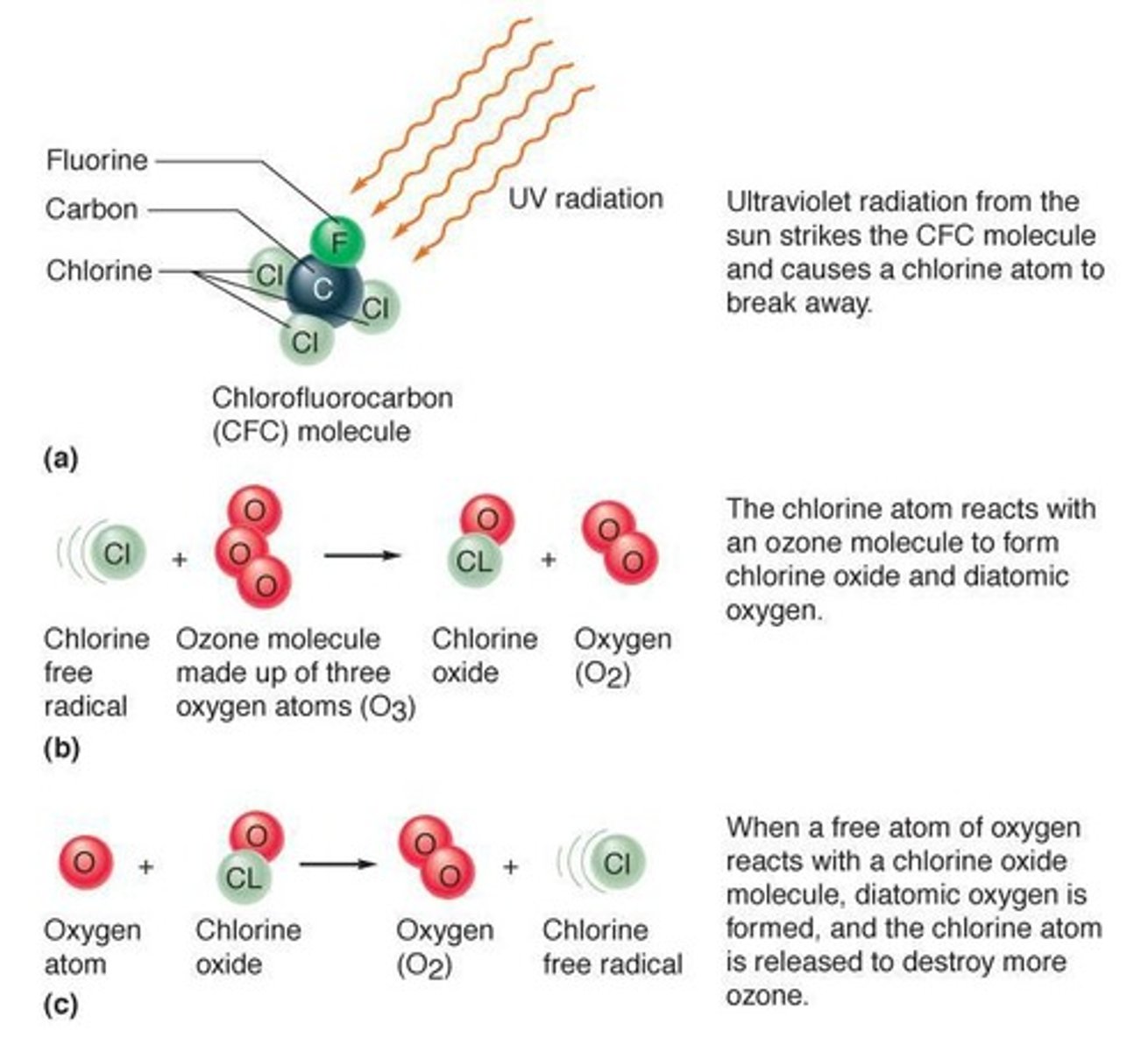 <p>Chemical compounds (hydrogen, carbon, chlorine, fluorine) that deplete the ozone layer. These are stable but break down in the atmosophere</p>