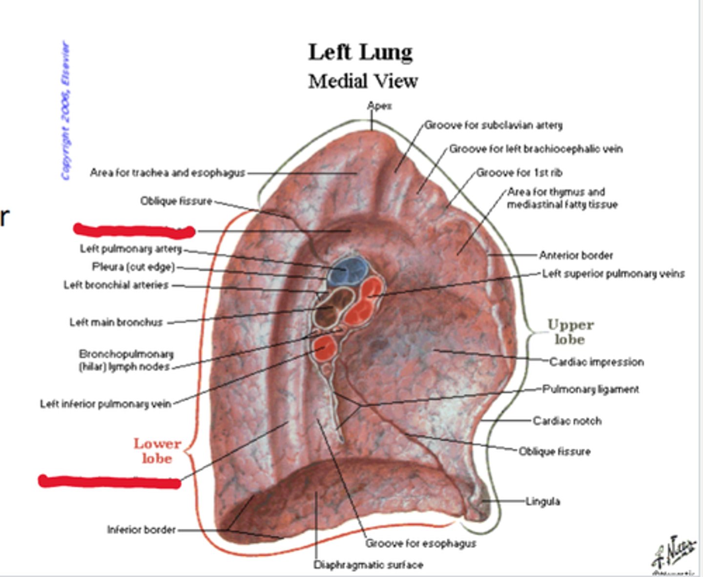 knowt flashcard image