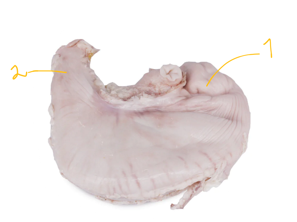 <p>what do we describe in stomach of pig?</p>