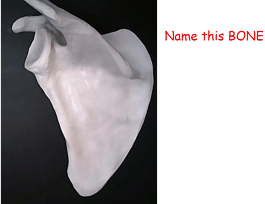 <p>name this bone</p>