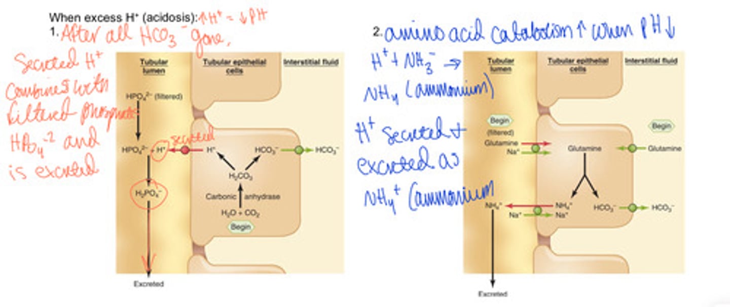 <p>H+ > HCO3-</p><p>1.) secreted H+ combine with phosphates and are excreted</p><p>2.) amino acid catabolism increases when pH decrease, Excess H+ is excreted as ammonium (NH4+)</p>