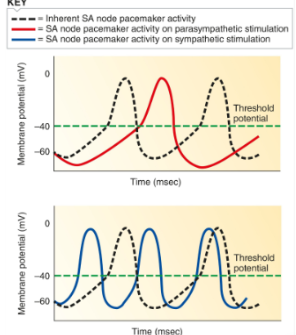 **Heart Rate (speed of beat)**

Heart rate is varied by altering balance of **parasympathetic (rest and digest)** and **sympathetic (flight or fight)** influence on **SA node**

\
\
→ Parasympathetic stimulation slows the heart rate

* By delaying the slow depolarization

\
→ Sympathetic stimulation speeds it up

* By speeding up depolarization

\
\
***Autonomic Control of SA Node Activity and Heart Rate***

The pacemaker on SA node(dotted line), on its own, it beats this rate (slowly depolarize, AP and repeat)

\
When parasynthetic sys acts on SA node, it makes SA node slowly depolarize, reach AP and repeat; heart rate is low

\
When sympathetic sys acts on SA node, it makes SA node rapidly depolarize, reach AP and repeat; heart rate is high