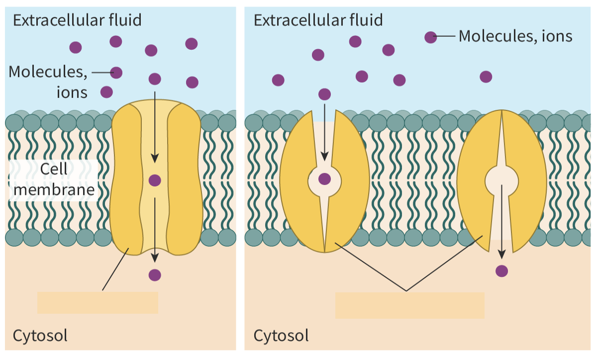 <p>types of transmembrane proteins in facilitated diffusion</p>