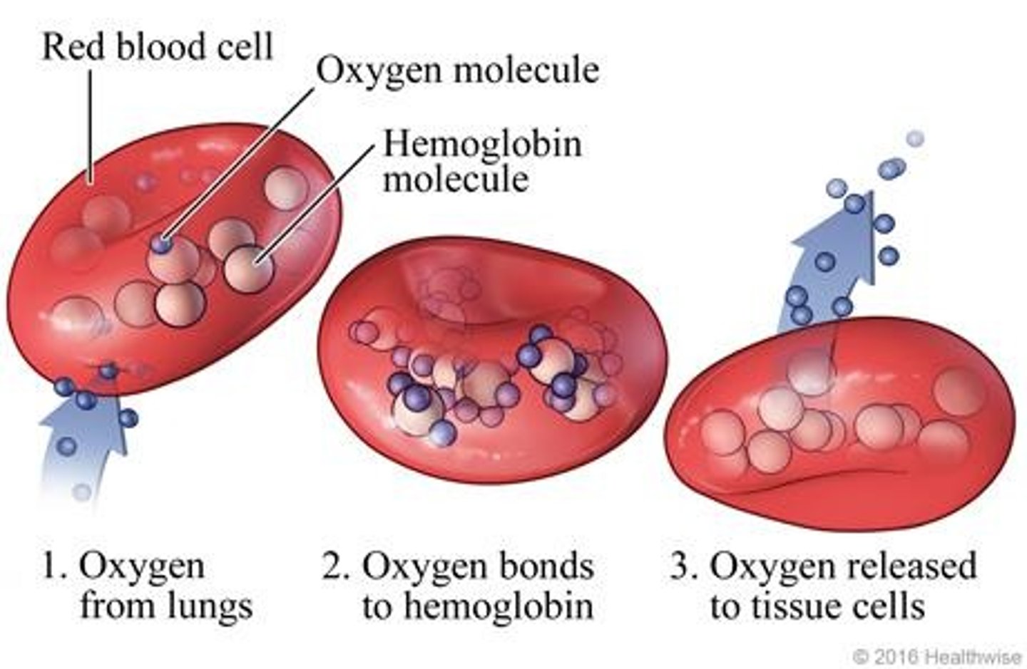 <p>It allows for easier release of oxygen to body tissues.</p>