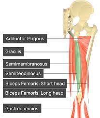 <p>semitendonosus</p>