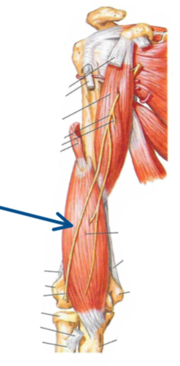 <p>Identify the innervation of the structure indicated by the arrow</p>