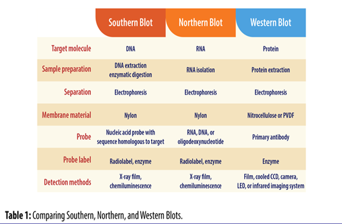 Northern, Southern, and Western