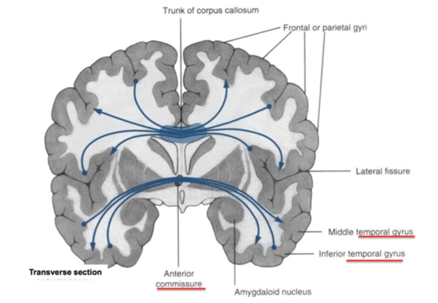 <p>run horizontally and connect corresponding areas of gray matter in the two hemispheres, allowing the hemispheres to function together as a whole (includes the corpus callosum)</p>