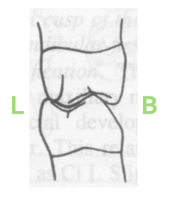 <p>Most effective stabilizer of alignment</p>