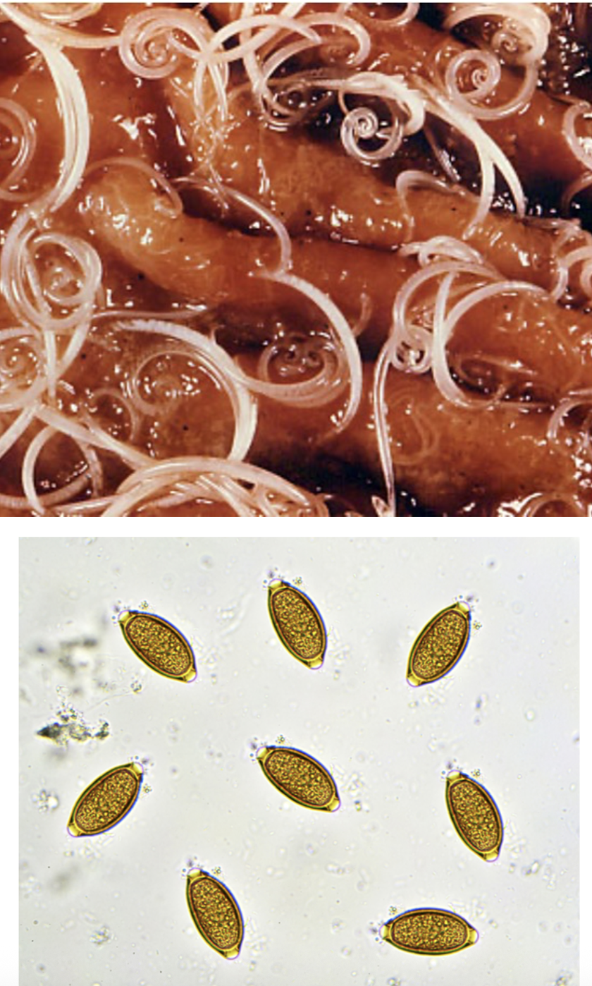 <p>Type of life cycle→ Direct life cycle </p><p>Egg→ single celled bipolar egg passed </p><p>Adults→ live in colon and cecum </p><p>Larval stage→ L1, egg protects larvae and allows it to survive in the environment year-round </p><p>Pathology→ Typhlitis (inflammation of the cecum) with heavy worm burden </p><p>Clinical signs→ Mucoid diarrhea, mushy stools, rarely blood involved </p><p>Diagnosis→ fecal float </p>