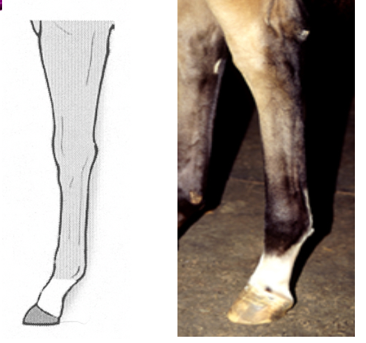 <p>A marking which includes the entire pastern</p>