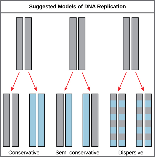 <p>Yields two DNA molecules that are hybrids (or mixtures) of parental and newly synthesized DNA&nbsp;</p>