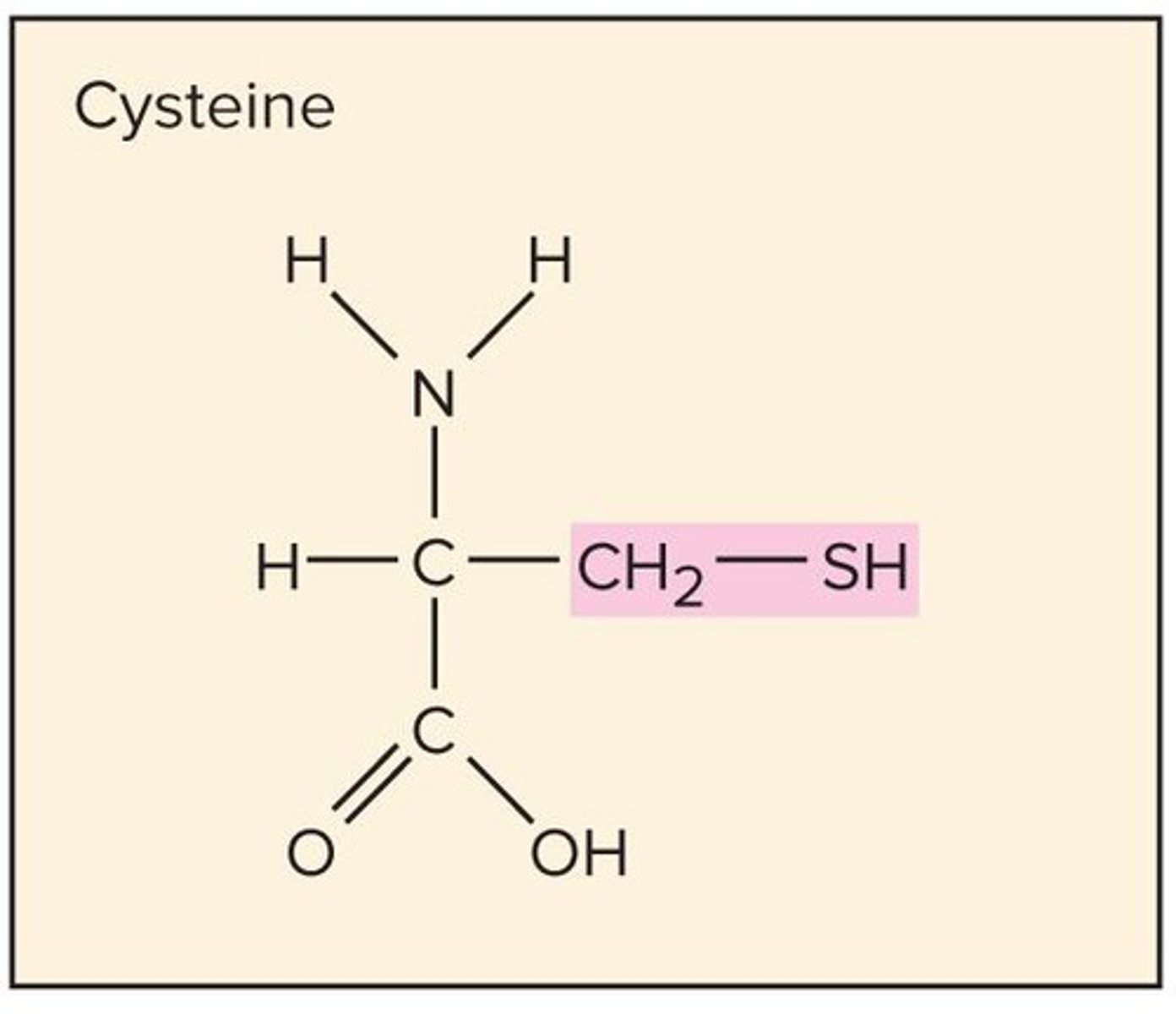 <p>Monomers made of amino acids, composed of carbon, hydrogen, oxygen, nitrogen, and often sulfur, with numerous functions.</p>