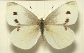 <p>A white butterfly (e.g., <em>Pieris rapae</em>) whose larvae are agricultural pests of brassica crops.</p><ul><li><p>Larvae only feed on / females lay eggs on plants containing glucosinolates</p></li><li><p>Defensive compounds characteristic of plant</p></li><li><p>Family Brassicaceae (cruciferous vegetables)</p></li><li><p>Pests on cabbage and its relatives</p></li></ul><p></p>