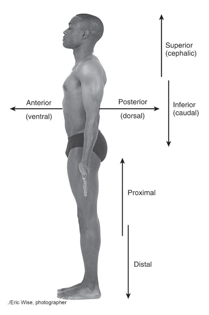 <p><strong>Anterior</strong> = in front of another structure.<br><strong>Anteroinferior</strong> = in front of <strong>and</strong> below another structure.<br><strong>Anterosuperior</strong> = in front of <strong>and</strong> above another structure.</p>
