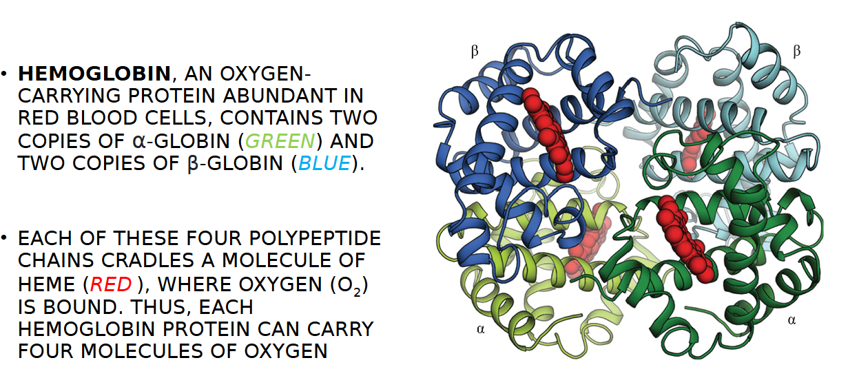 <p>α-GLOBIN (GREEN) AND TWO COPIES OF β-GLOBIN (BLUE)</p>
