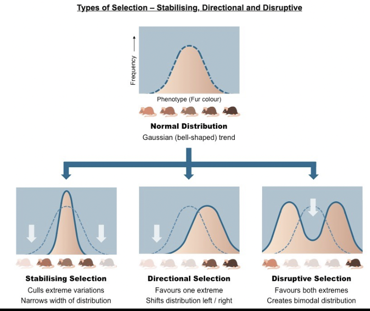 <p><span>The top image is of our initial population.&nbsp; Most of the mice are medium brown.&nbsp; A few are lighter and a few are darker.</span></p><p><span>The three images below show how the phenotype changes based on the selective pressure on the population.</span></p><p><span>The white arrow represents which color of mice are being selected against or are removed from the population.</span></p><p><span>The solid blue line is the final distribution of of mice after a few generations of that pressure.</span></p>