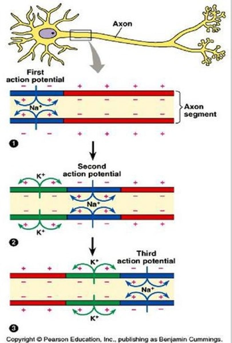 <p>To serve as a unit of information for signal propagation to other neurons, muscles, or glands.</p>