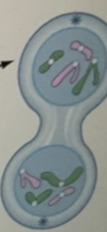 <p>Telophase (4th phase)</p>