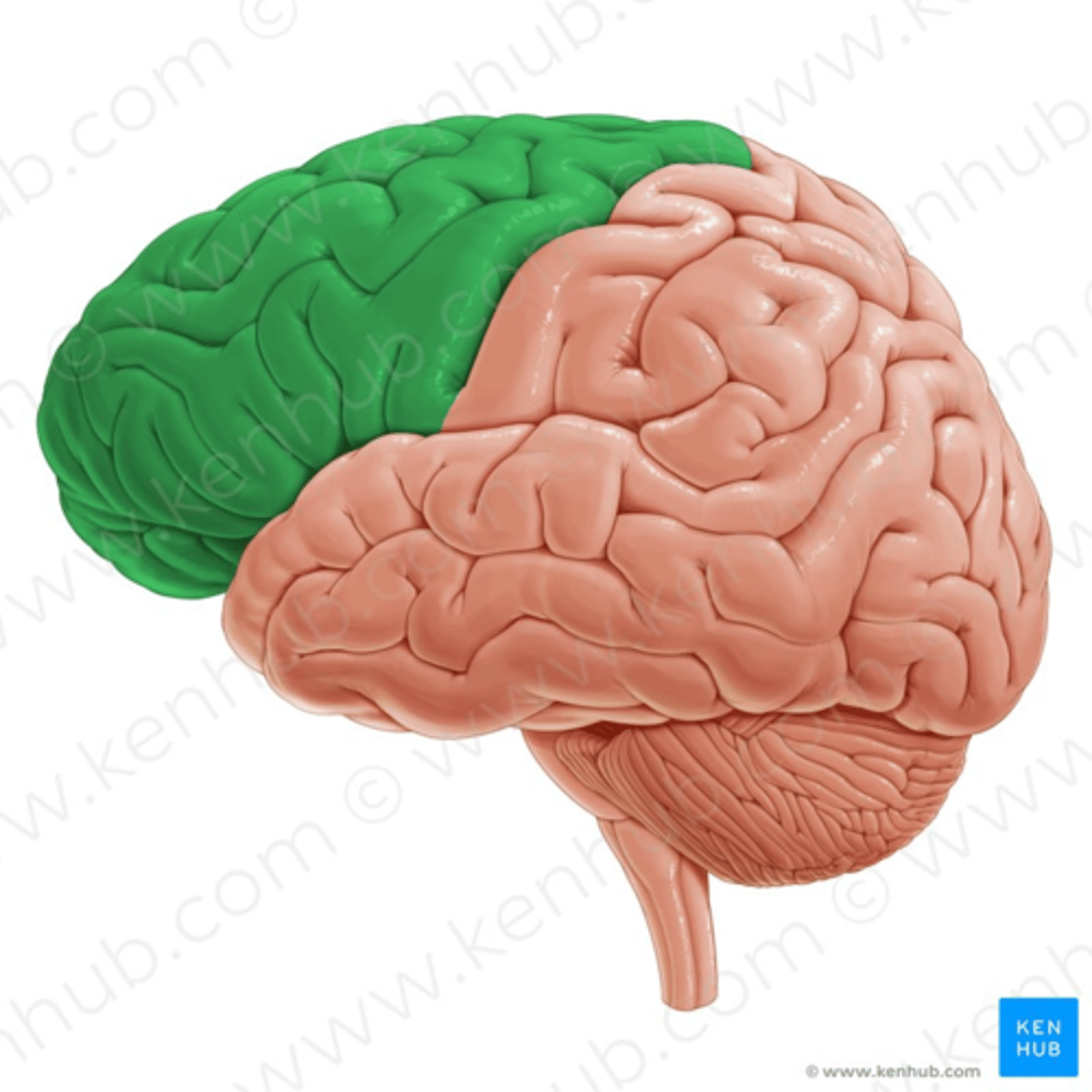 <p>*uitvoerende processen (vrijwillig gedrag zoals beslissingen nemen, plannen, problemen oplossen en denken)</p><p>*vrijwillige motorische controle</p><p>*cognitie</p><p>*intelligentie</p><p>*aandacht</p><p>*taalverwerking en -begrip</p>