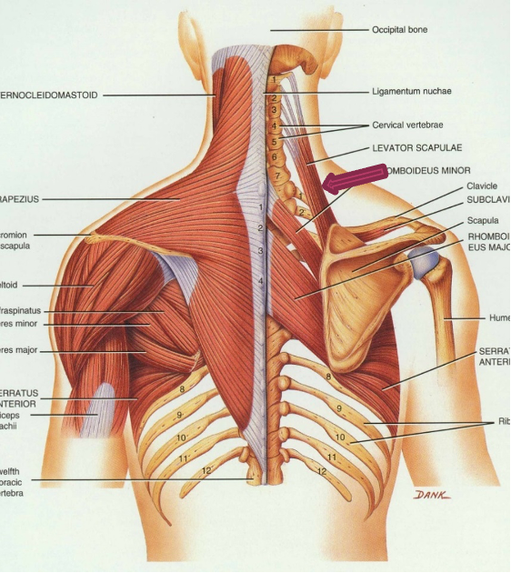 <p>origin: C1-C4</p><p>insertion: scapula</p><p>innervation: C3-C5</p><p>action: elevates scapula</p>