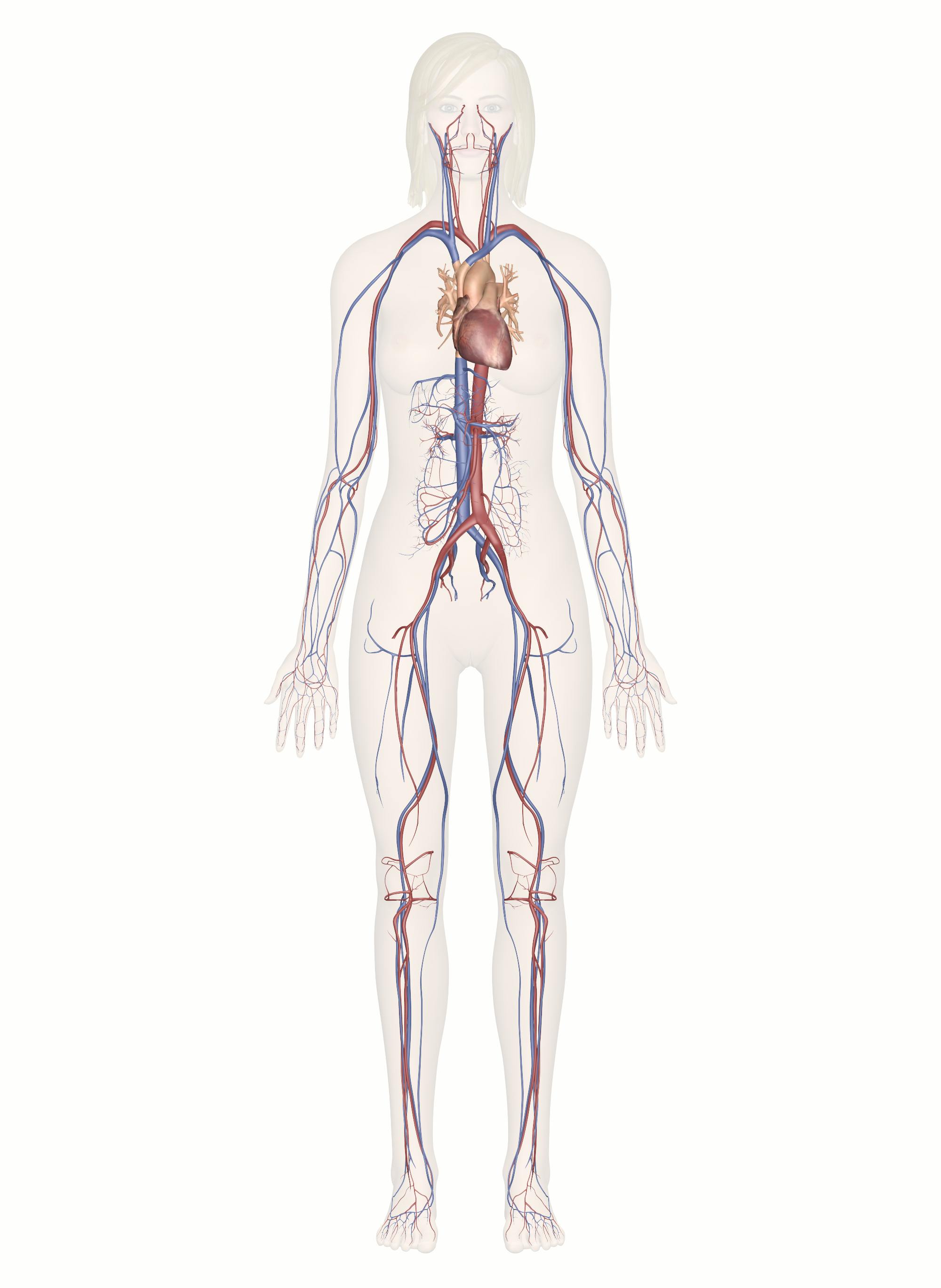 <p>cardiovascular system</p>