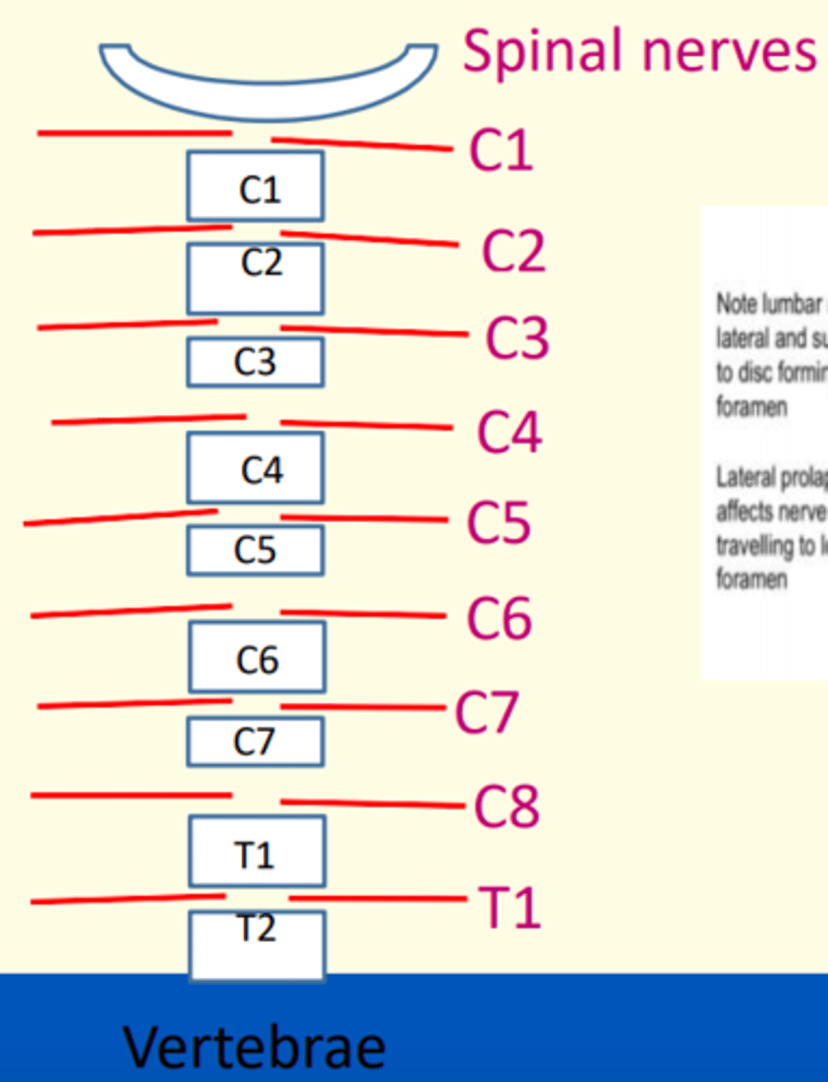 <p>The cervical spinal nerves emerge above the vertebra, except C8 which emerges BELOW C7 vertebra </p><p>This is because there are 7 cervical vertebra but 8 spinal nerves</p>