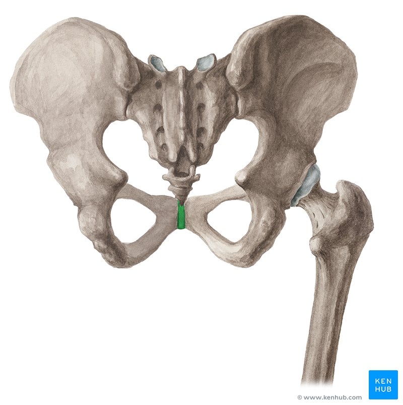 <p>A joint sandwiched between the left and right pelvic bone</p>