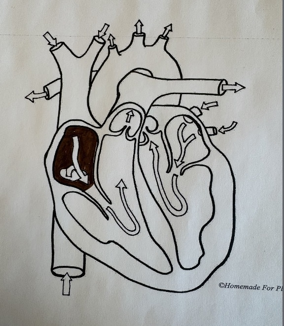 <ul><li><p><span style="background-color: transparent;"><span>Receives deoxygenated blood from the body</span></span></p></li></ul><p></p>