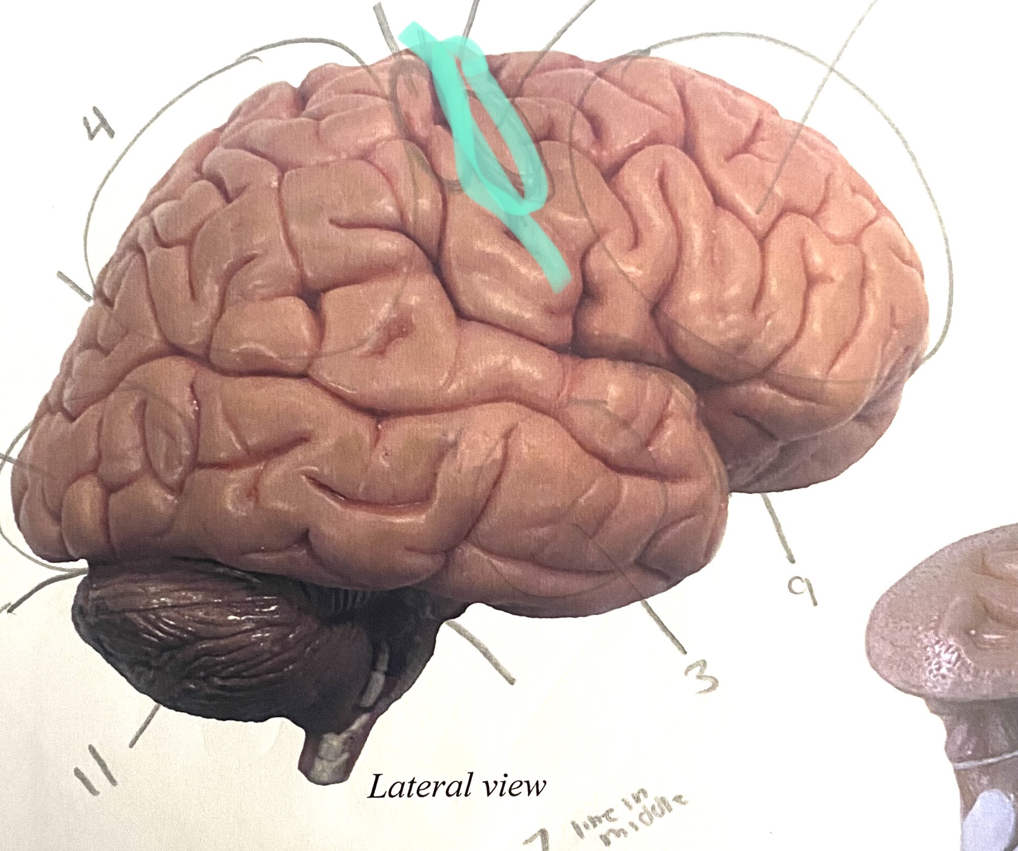 knowt flashcard image