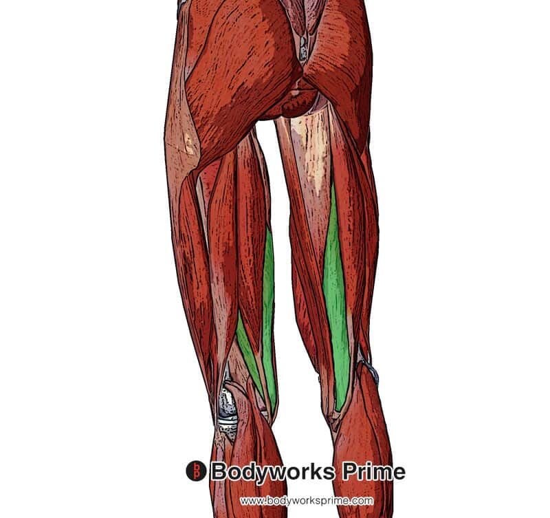 <p><span>Extend thigh, flex knee.</span></p>