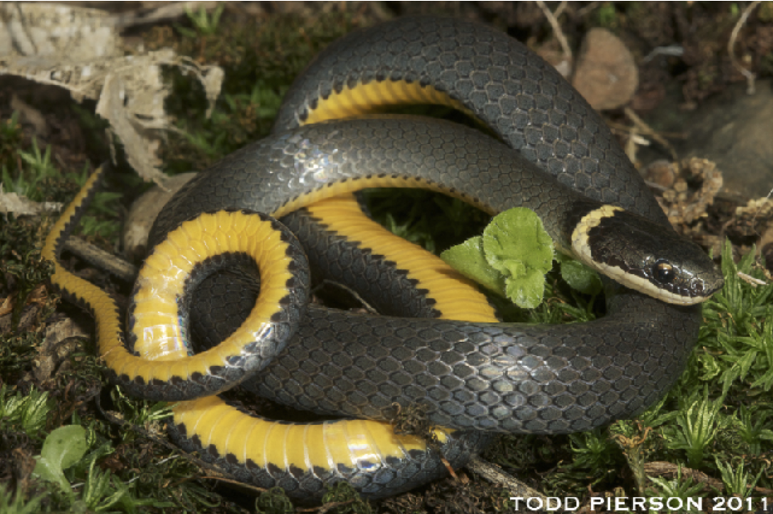 <p>Diadophis punctatus<br>ring-necked snake<br>Colubridae</p>