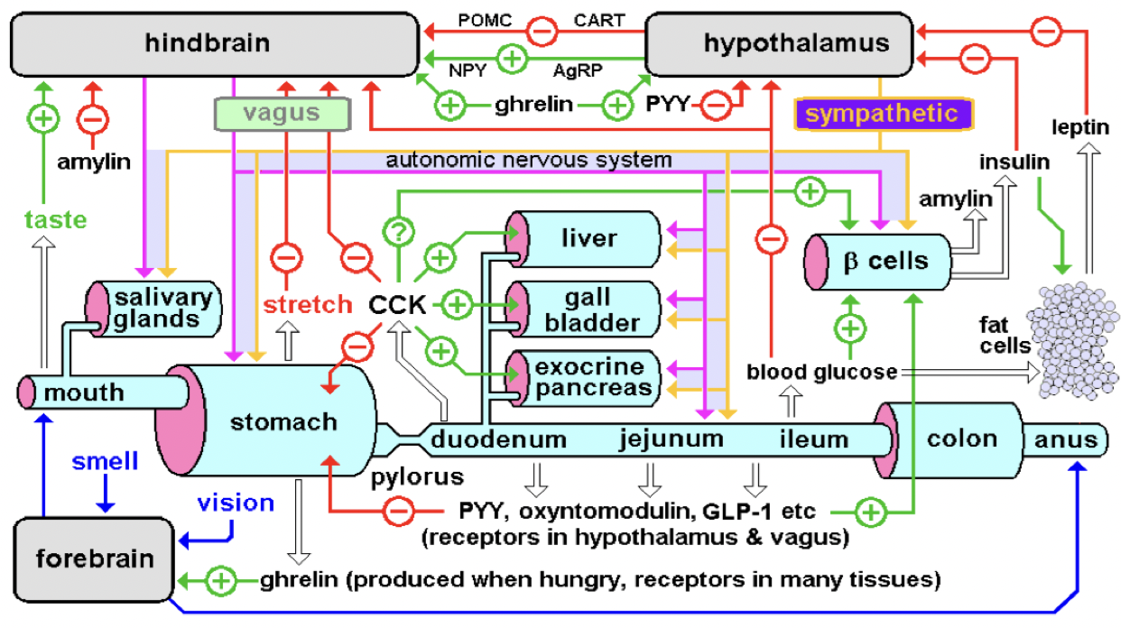 <p><u>Orexigena</u>:</p><ul><li><p>Motilin</p></li><li><p>Neuropeptid Y</p></li><li><p>GABA</p></li><li><p>Galanin</p></li><li><p>Glukokortikoider</p></li><li><p>AGRP</p></li><li><p>Endocannabinoider</p></li><li><p>Ghrelin</p></li><li><p>Opioider</p></li></ul><p></p><p><u>Anorexigena</u>:</p><ul><li><p>CCK</p></li><li><p>Kokain</p></li><li><p>ACTH</p></li><li><p>Gastrin</p></li><li><p>Glucagon</p></li><li><p>GLP-1</p></li><li><p>Insulin</p></li><li><p>Leptin</p></li><li><p>TNF-a</p></li></ul><p></p>